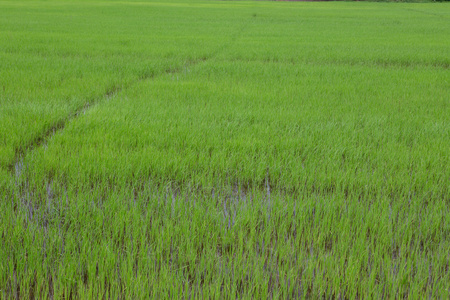 水稻播种的稻田