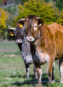 法国在一片草地上的牛