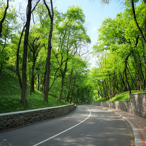 绿色树木之间的弯弯曲曲的道路图片