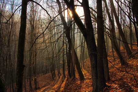 秋天树森林在日落
