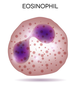 人体血液白细胞嗜酸性粒细胞