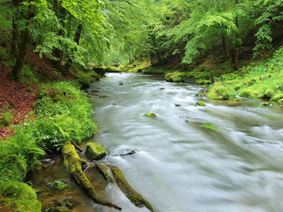 水位在山区河流的新鲜绿树掩映之下。新鲜的春天空气中阴雨天后的晚上