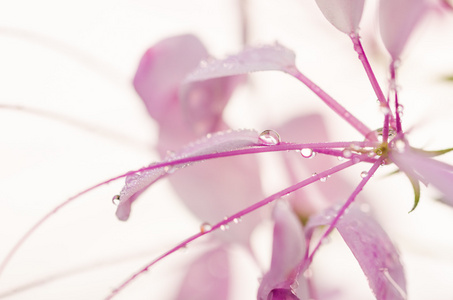 醉蝶花 hassleriana 或蜘蛛花朵或蜘蛛植物