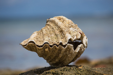 在海滩上的贝壳