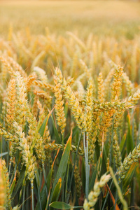 成熟的小麦耳朵上作为背景的字段