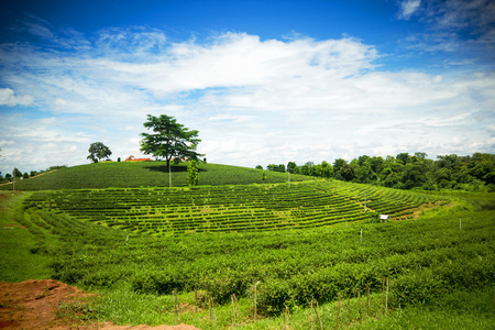 茶园在清莱山上的自然景观