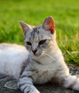 只可爱的小猫，在花园里