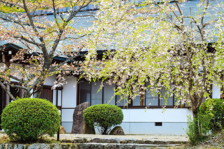 山井寺与漂亮的樱花在春天的季节