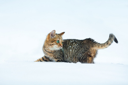 Playuful 小猫在雪中醒来