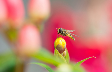 蜜蜂在花上