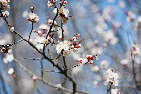 杏树花