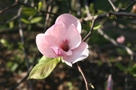 玉兰花树