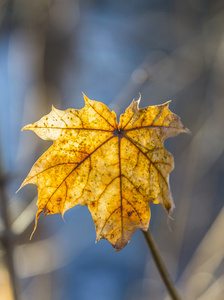 金色树叶在秋天图片