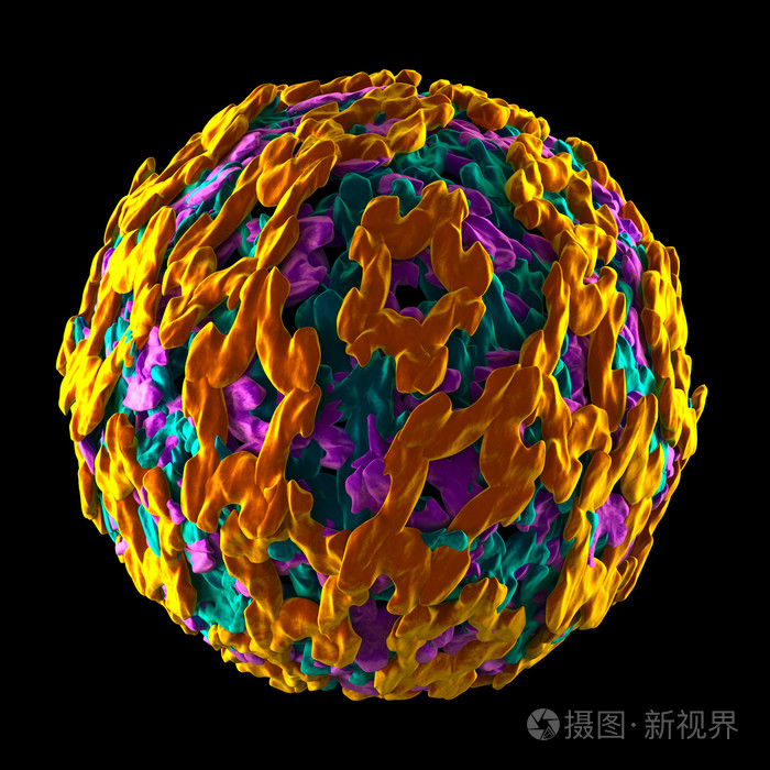 黄热病病毒-黑色