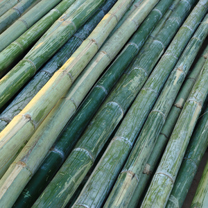绿色竹产业建设