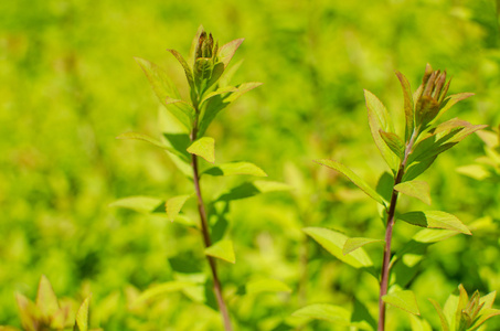 在花园里关闭小绿色植物