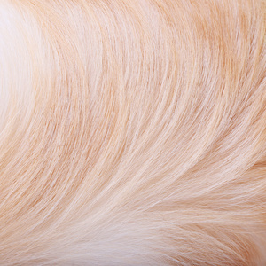 动物皮毛纹理的狗头发背景