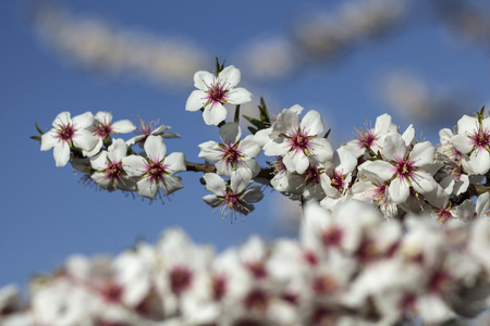 春花