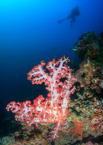 软珊瑚和潜水者