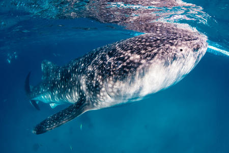 海面上的鲸鲨
