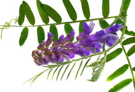 花猫豆vicia cracca，叶孤立