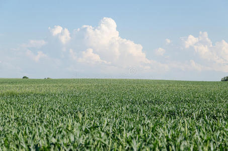 碧绿的麦田，蓝天白云的背景