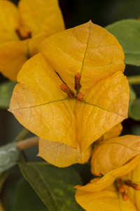 美丽的黄色 bouganvilla 花