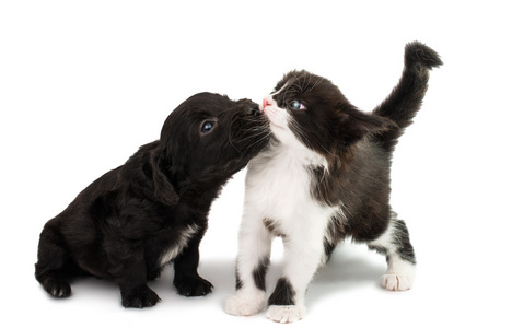 黑色和白色的猫与小狗