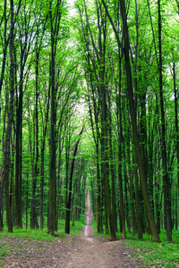 通路的绿色森林