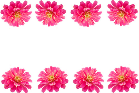 在白色的帧和背景的粉色非洲菊花卉