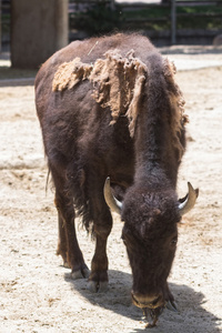 美洲野牛，移动的冬天头发