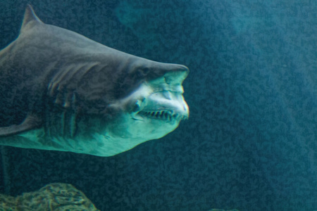 危险公牛鲨鱼颌骨巨大