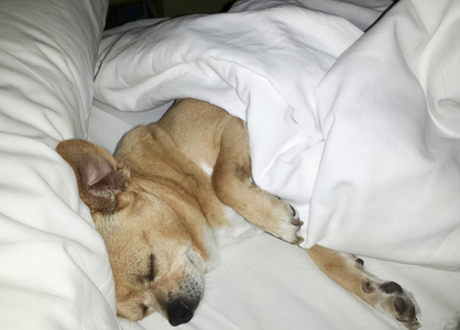 快乐只吉娃娃狗睡在一张床上