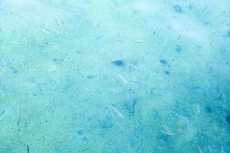 游泳在海中块面包表面从游客水纹理与鱼爱琴海的鱼