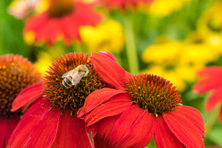 红松果菊属植物花，一只蜜蜂