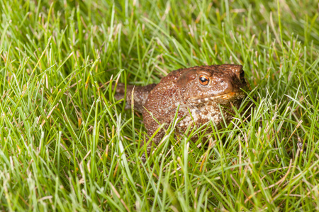 坐在绿草地上的青蛙