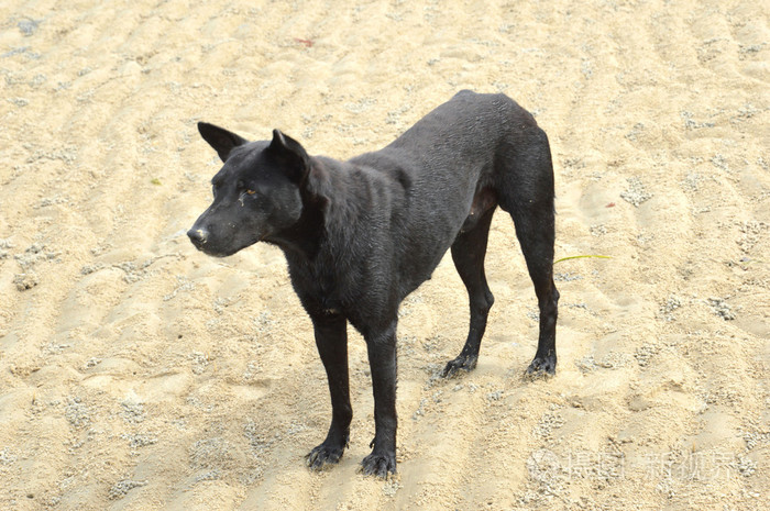 黑犬