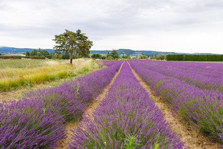 在普罗旺斯，法国的 valensole 附近的薰衣草田