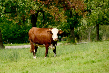 牛在高山草场
