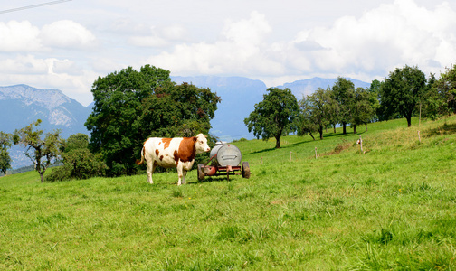 牛在高山草场