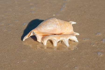 上海滩沙质海贝壳图片