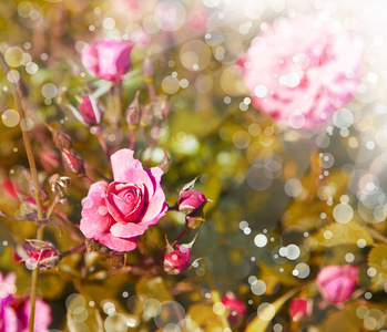 粉红色的玫瑰与露珠
