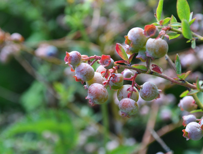 洛布什蓝莓