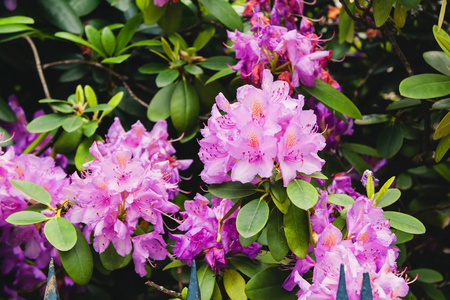 春天在花园里绽放的紫色杜鹃