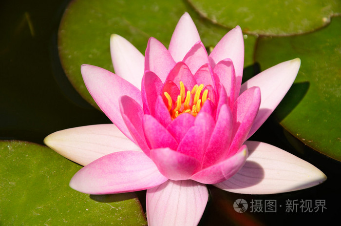顶视图粉色荷花和池塘里的叶子