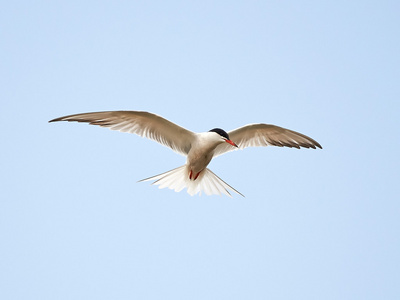 普通燕鸥Sternahirundo