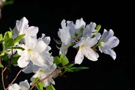 杜鹃花皇家杜鹃花