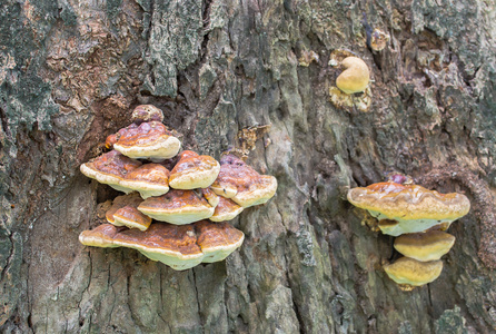 树皮上的棕色蘑菇