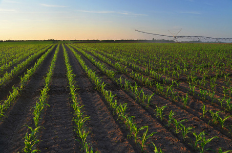 灌溉系统灌溉玉米田