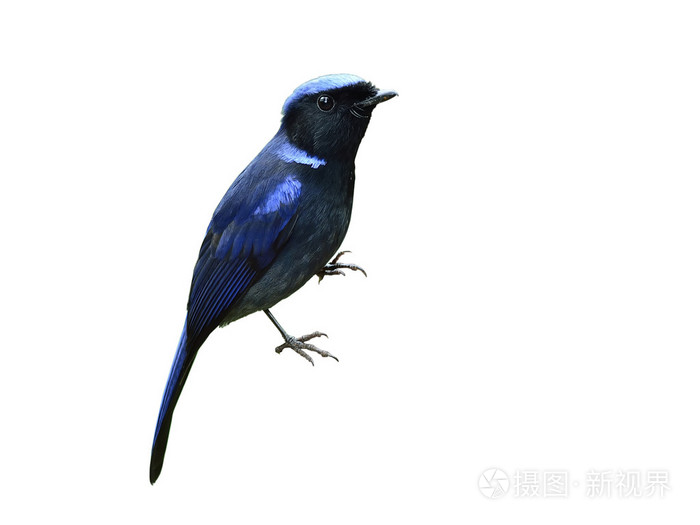 孤立的白色背景上的鸟大niltava